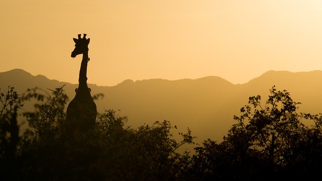 Safari en Sudáfrica