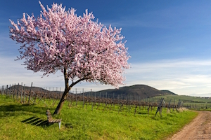 Road Trip Alemania - Ruta del vino