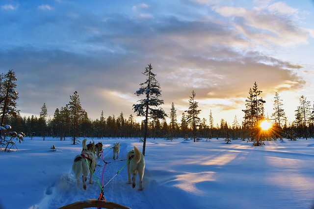 Finlandia - Paseo en trineo con huskies